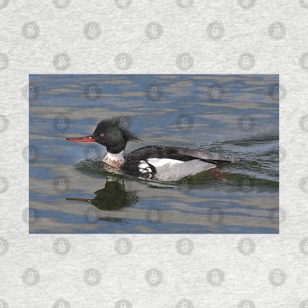 Red-breasted Merganser by Jim Cumming